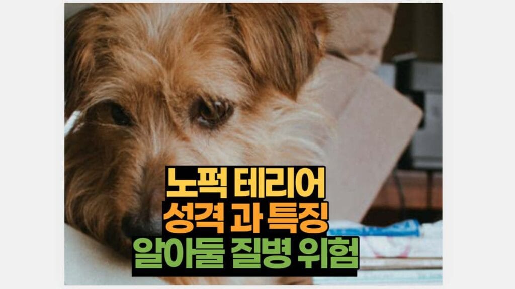 노퍽 테리어 성격 과 특징 알아둘 질병 위험