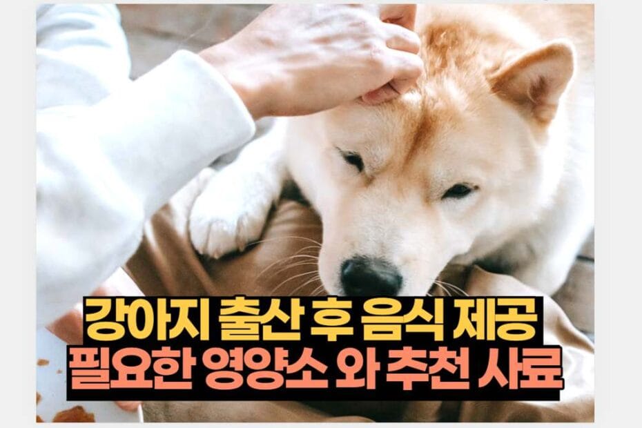 강아지 출산 후 음식 제공 필요한 영양소 추천 사료