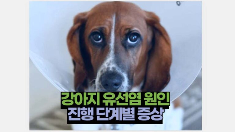강아지 유선염 원인 진행 단계별 증상