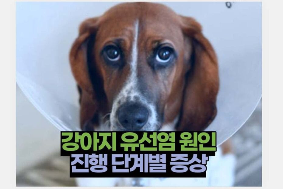 강아지 유선염 원인 진행 단계별 증상
