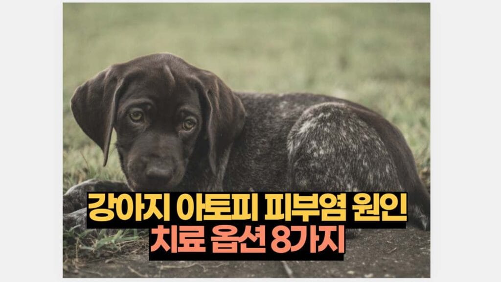 강아지 아토피 피부염 원인 치료 옵션 8가지