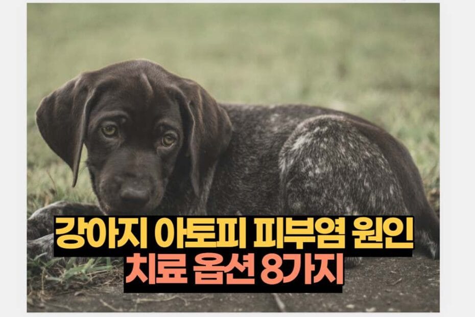 강아지 아토피 피부염 원인 치료 옵션 8가지