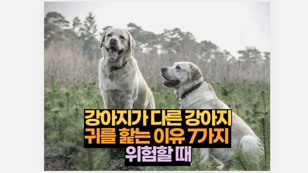 강아지가 다른 강아지 귀를 핥는 이유 7가지  위험할 때