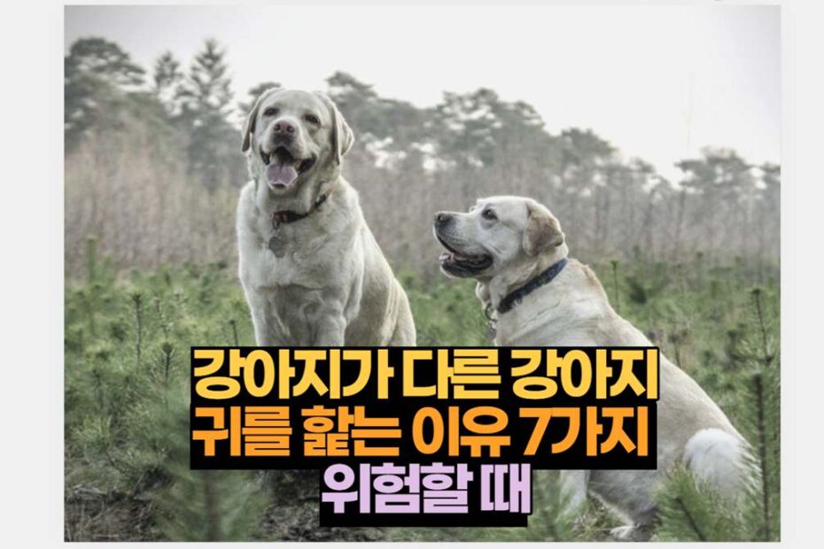 강아지가 다른 강아지 귀를 핥는 이유 7가지  위험할 때