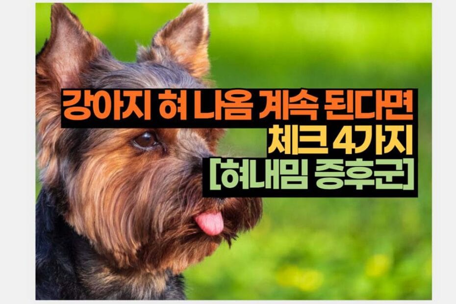 강아지 혀 나옴 계속 된다면  체크 4가지   [혀내밈 증후군] 