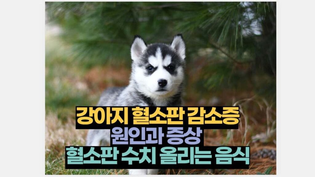 강아지 혈소판 감소증 원인과 증상  혈소판 수치 올리는 음식