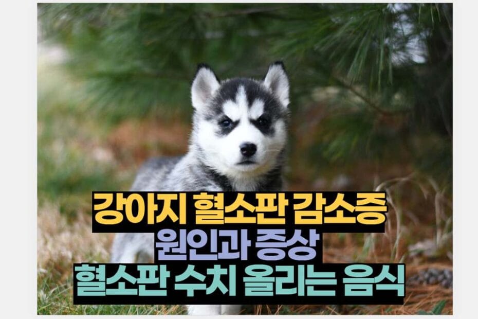 강아지 혈소판 감소증 원인과 증상  혈소판 수치 올리는 음식