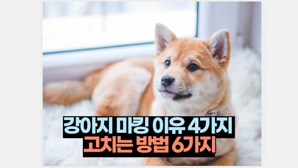 강아지 마킹 이유 4가지  고치는 방법 6가지