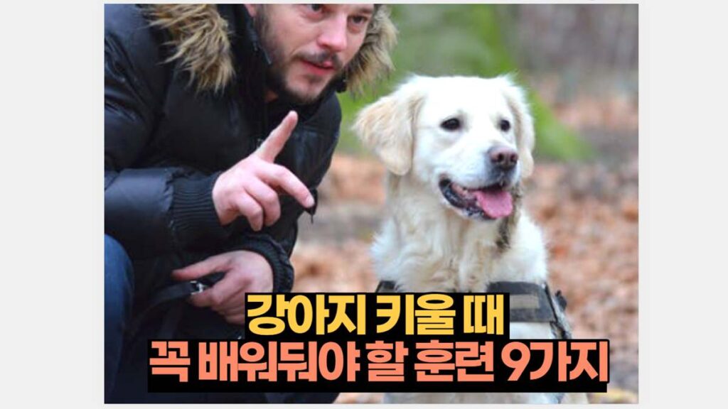 강아지 키울 때  꼭 배워둬야 할 훈련 9가지