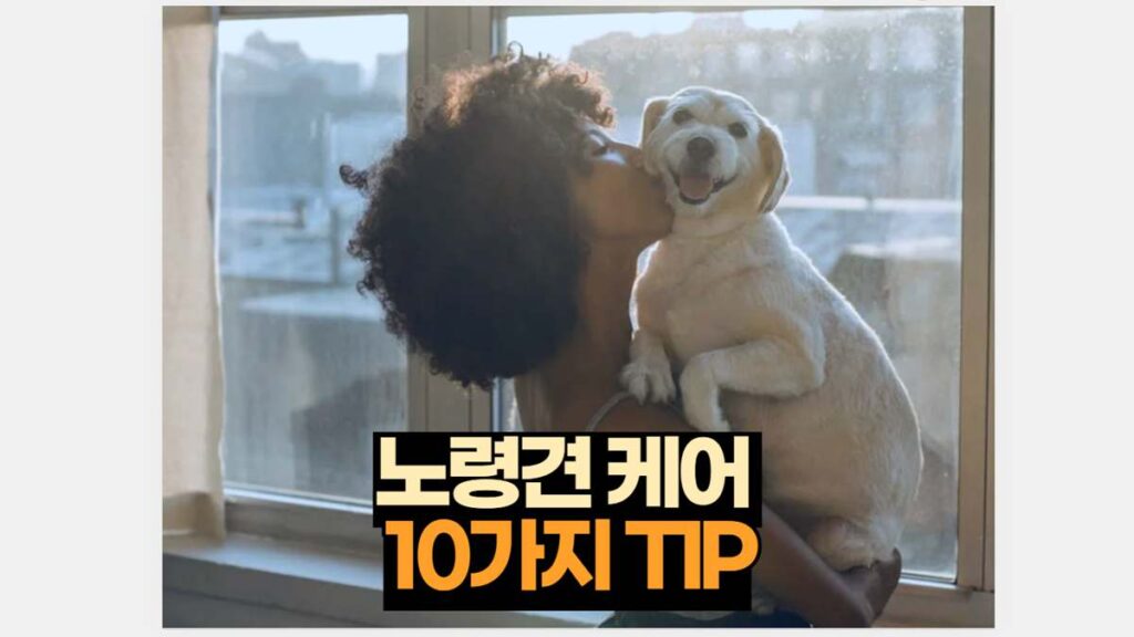 노령견 케어  10가지 TIP