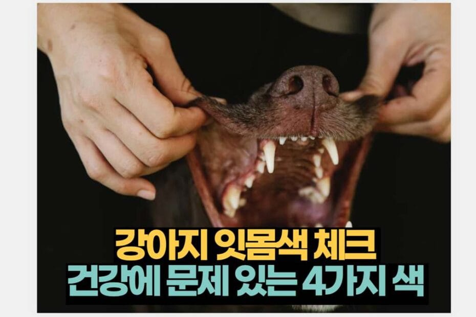강아지 잇몸색 체크  건강에 문제 있는 4가지 색 