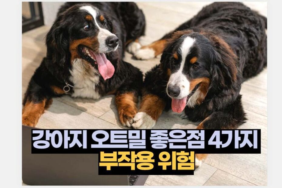 강아지 오트밀 좋은점 4가지  부작용 위험