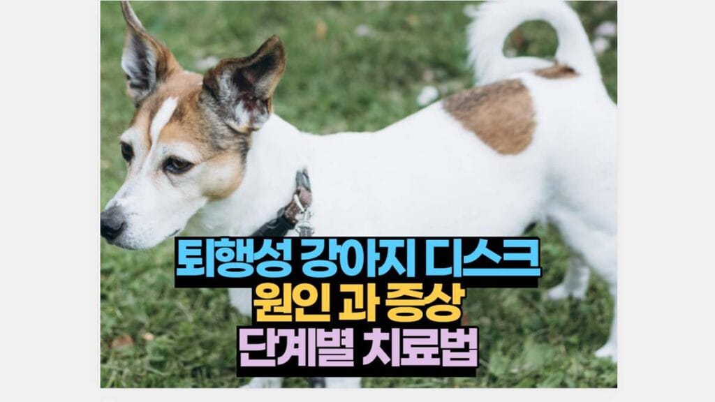 퇴행성 강아지 디스크 원인 과 증상 단계별 치료법