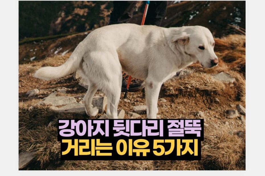 강아지 뒷다리 절뚝  거리는 이유 5가지 