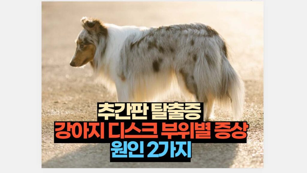 추간판 탈출증  강아지 디스크 부위별 증상 원인 2가지