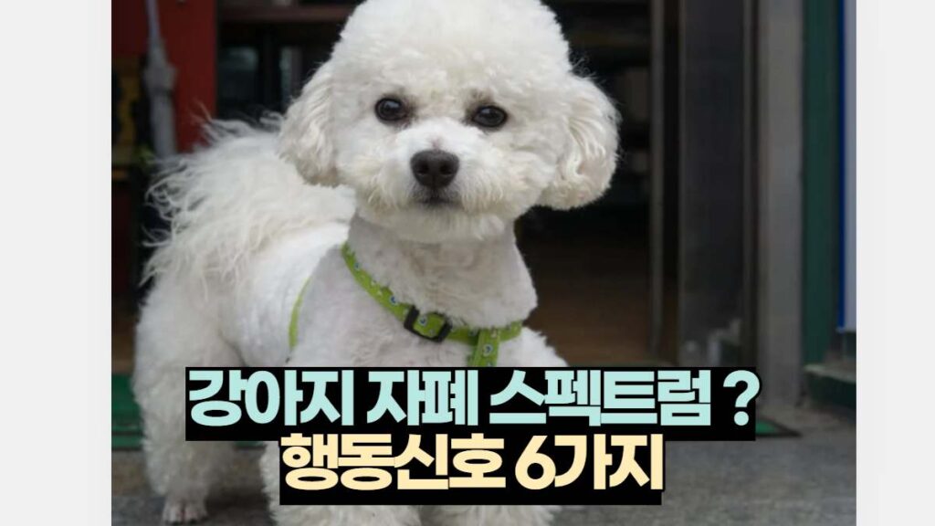 강아지 자폐 스펙트럼 ? 행동신호 6가지