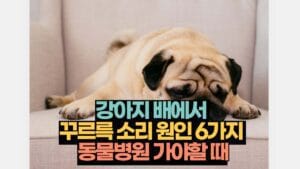 강아지 배에서  꾸르륵 소리 원인 6가지  동물병원 가야할 때