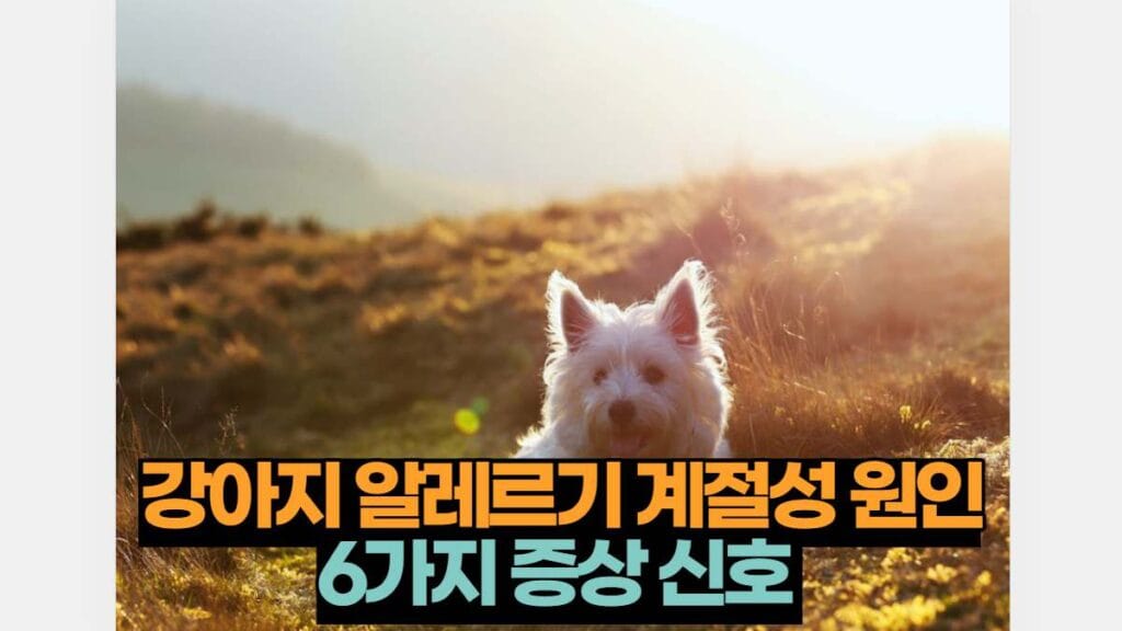 강아지 알레르기 계절성 원인 6가지 증상 신호 