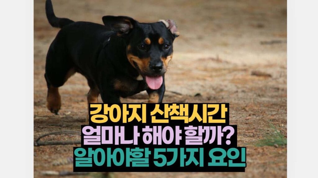 강아지 산책시간  얼마나 해야 할까?  알아야할 5가지 요인