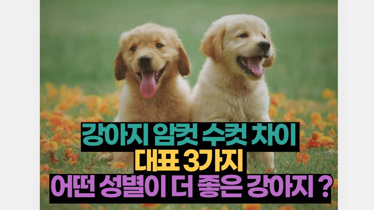 강아지 암컷 수컷 차이 대표 3가지 어떤 성별이 더 좋은? | 2023 펫리코