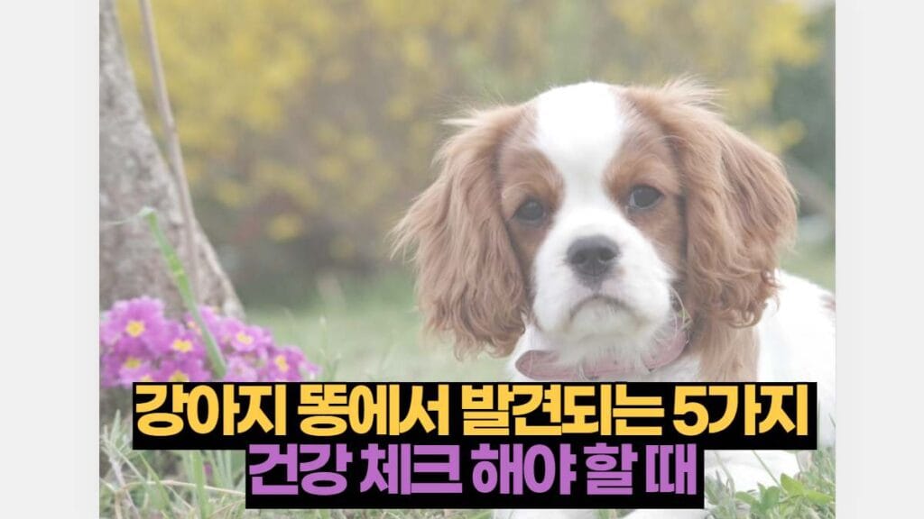 강아지 똥에서 발견되는 5가지  건강 체크 해야 할 때 