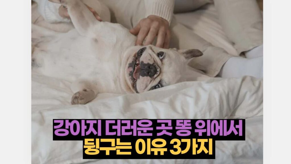 강아지 더러운 곳 똥 위에서  뒹구는 이유 3가지 