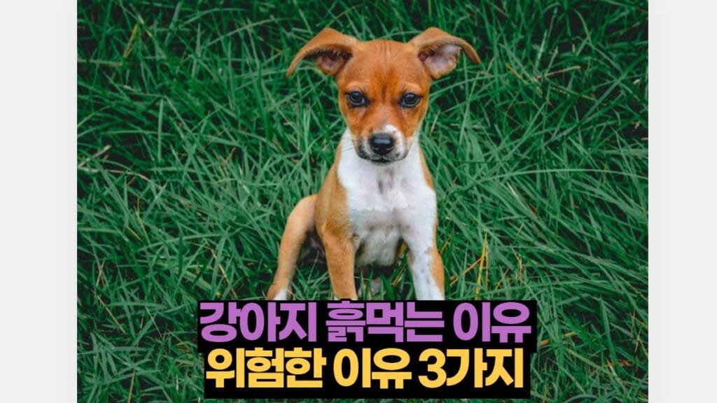 강아지 흙먹는 이유  위험한 이유 3가지 