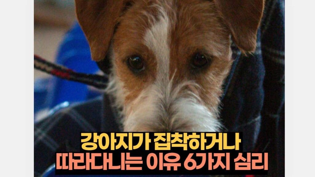 강아지가 집착하거나  따라다니는 이유 6가지 심리