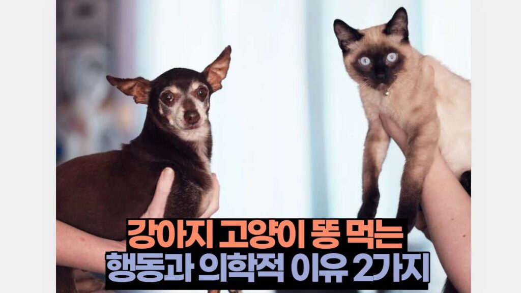 강아지 고양이 똥 먹는  행동과 의학적 이유 2가지