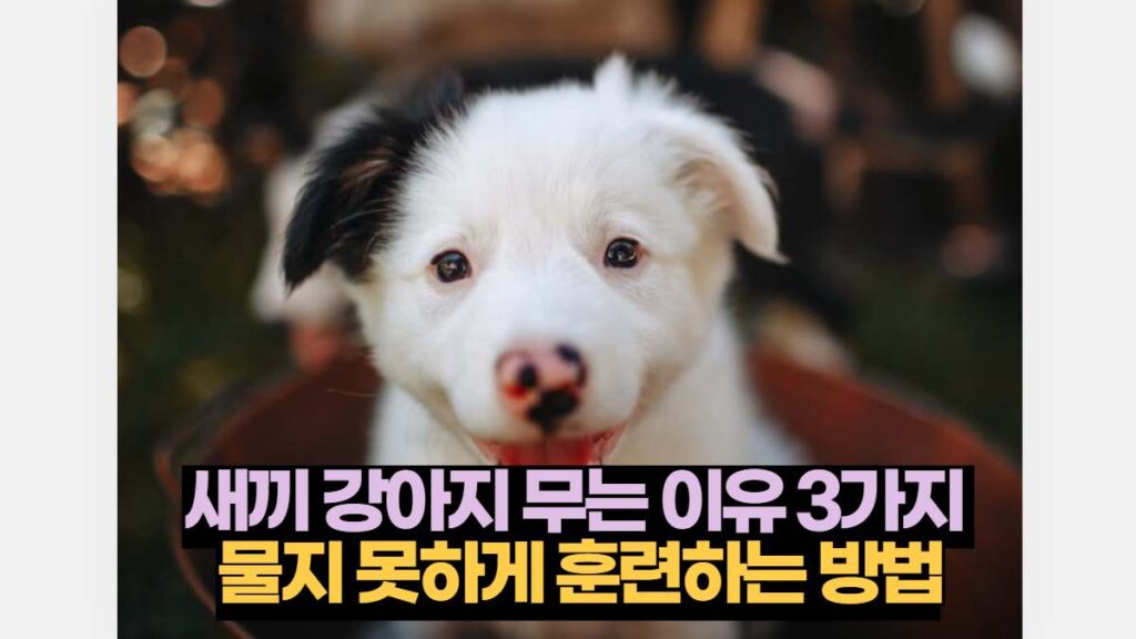 새끼 강아지 무는 이유 3가지  물지 못하게 훈련하는 방법