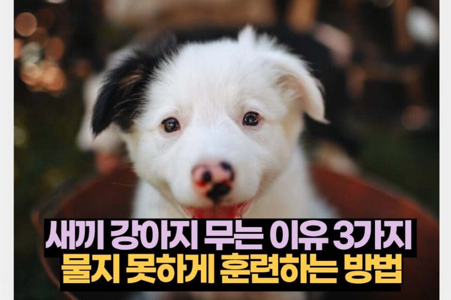 새끼 강아지 무는 이유 3가지  물지 못하게 훈련하는 방법