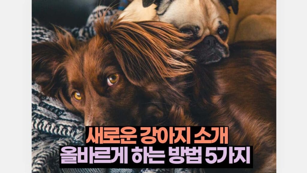 새로운 강아지 소개 올바르게 하는 방법 5가지 