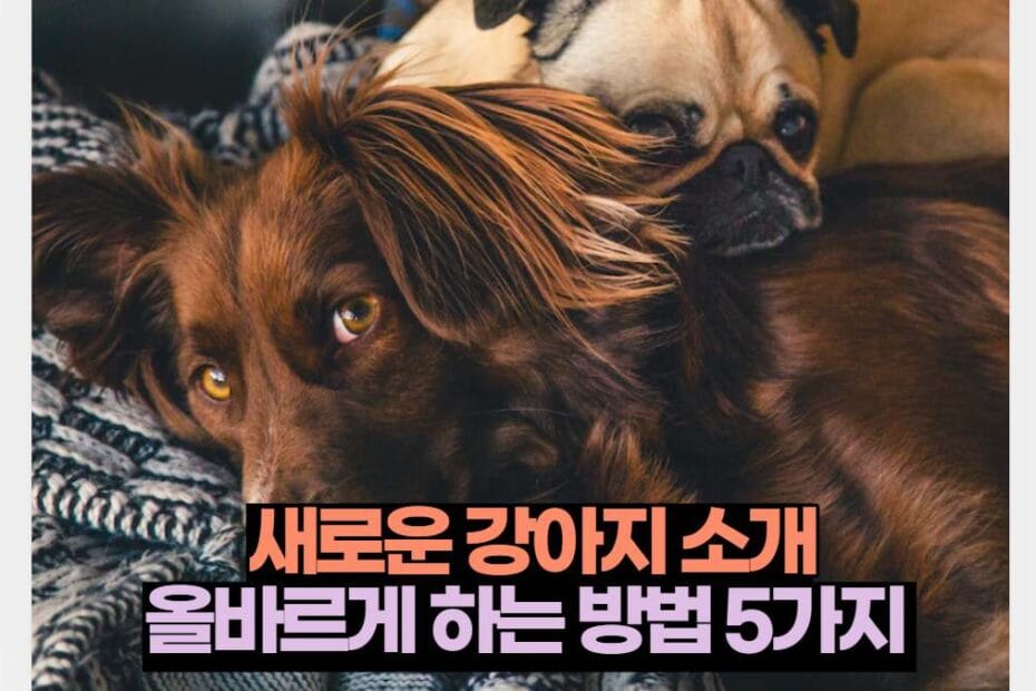 새로운 강아지 소개 올바르게 하는 방법 5가지 