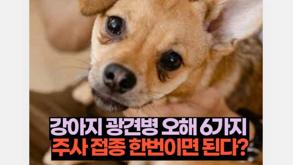 강아지 광견병 오해 6가지  주사 접종 한번이면 된다?