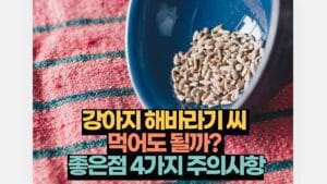 강아지 해바라기 씨  먹어도 될까?  좋은점 4가지 주의사항