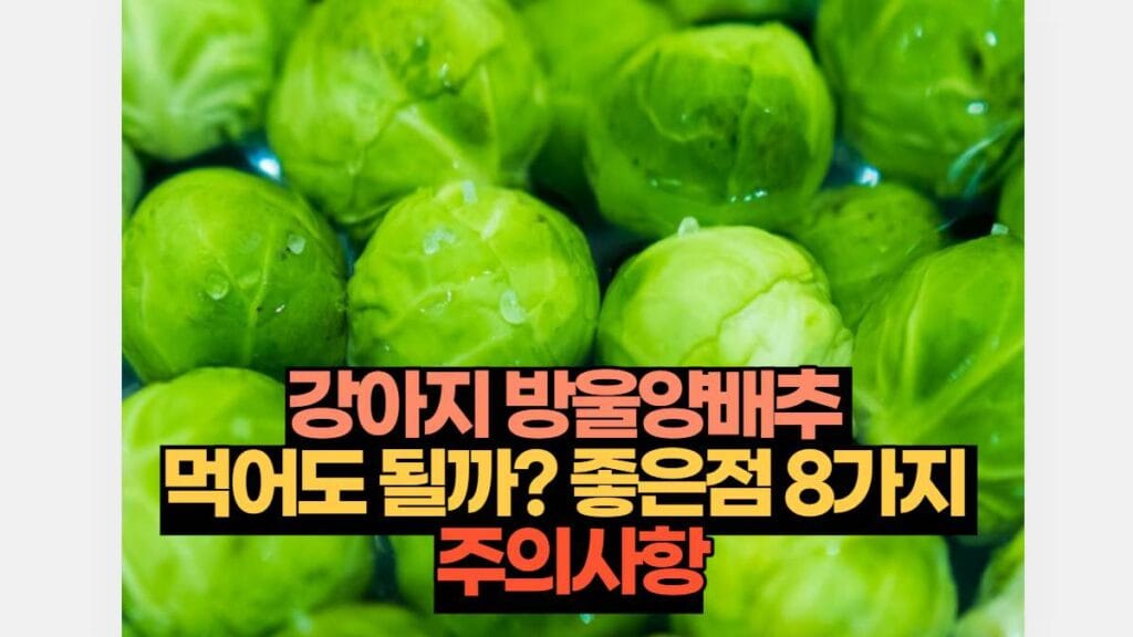 강아지 방울양배추  먹어도 될까? 좋은점 8가지  주의사항