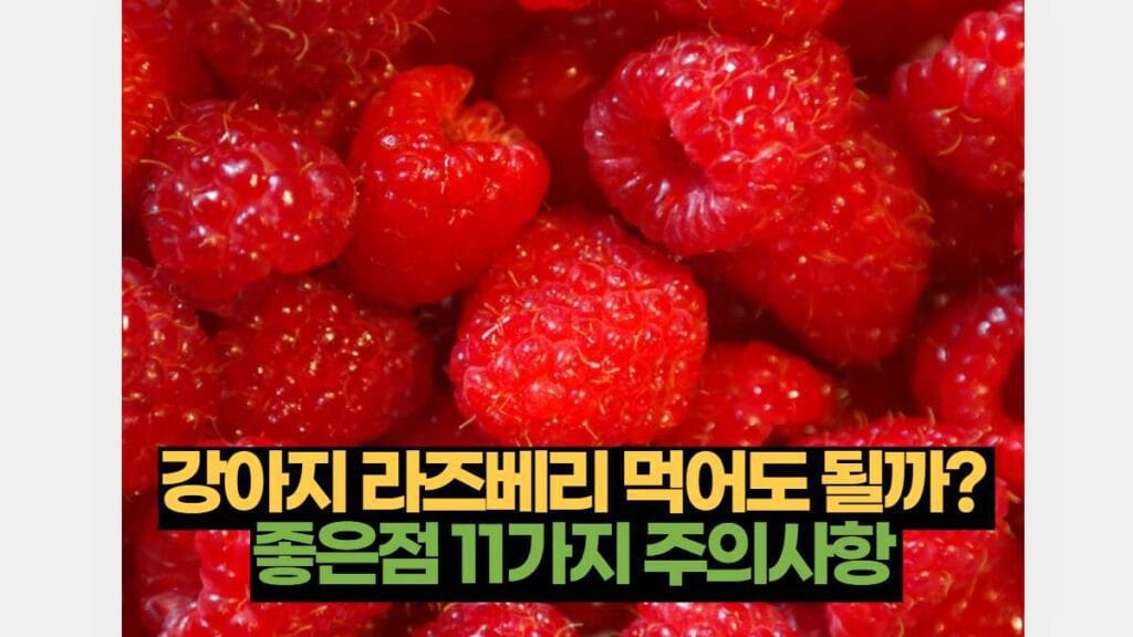 강아지 라즈베리 먹어도 될까?  좋은점 11가지 주의사항 