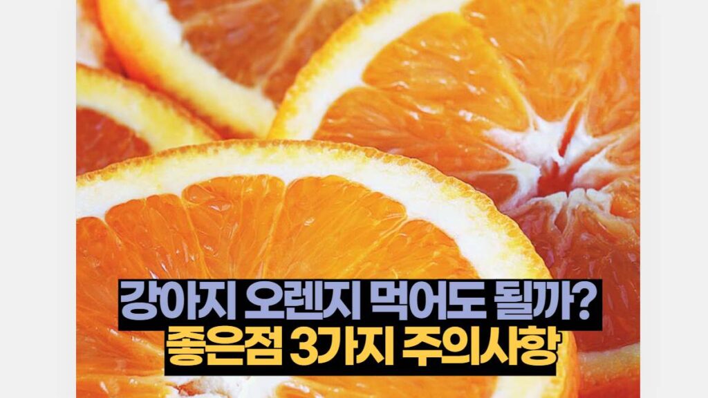 강아지 오렌지 먹어도 될까?  좋은점 3가지 주의사항