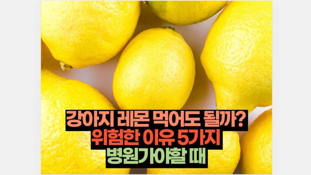 강아지 레몬 먹어도 될까?  위험한 이유 5가지  병원가야할 때 