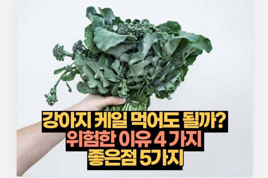 강아지 케일 먹어도 될까?  위험한 이유 4 가지  좋은점 5가지