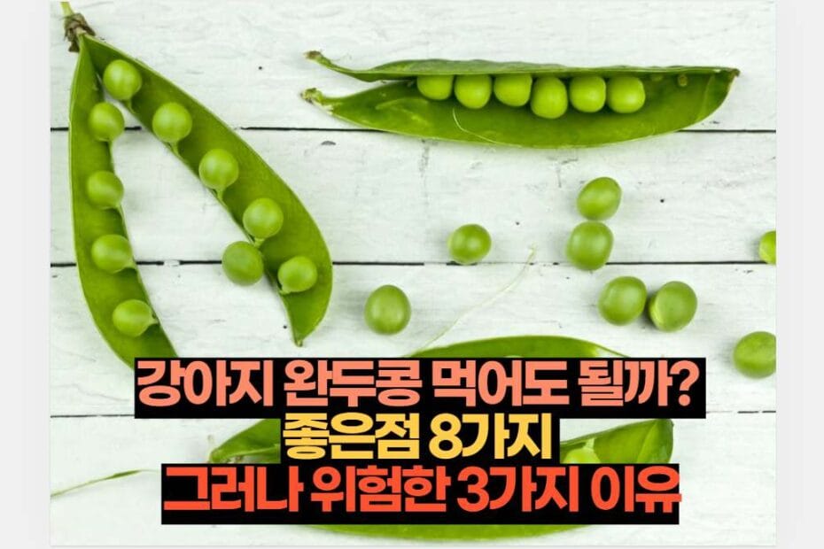 강아지 완두콩 먹어도 될까?  좋은점 8가지  그러나 위험한 3가지 이유