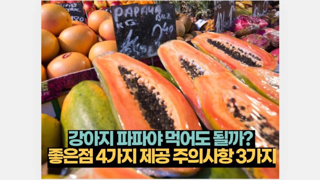 강아지 파파야 먹어도 될까?  좋은점 4가지 제공 주의사항 3가지