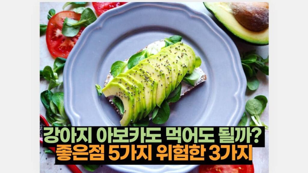 강아지 아보카도 먹어도 될까?  좋은점 5가지 위험한 3가지