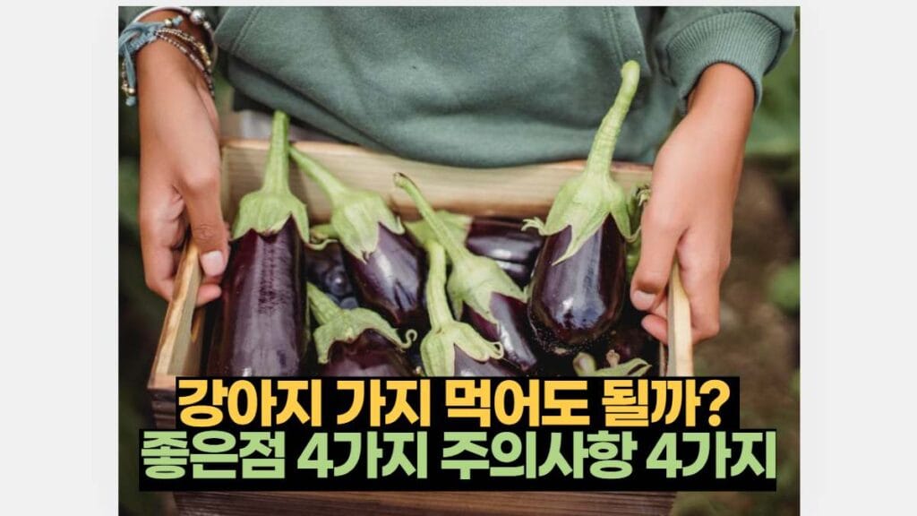 강아지 가지 먹어도 될까?  좋은점 4가지 주의사항 4가지