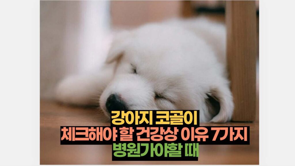 강아지 코골이  체크해야 할 건강상 이유 7가지  병원가야할 때