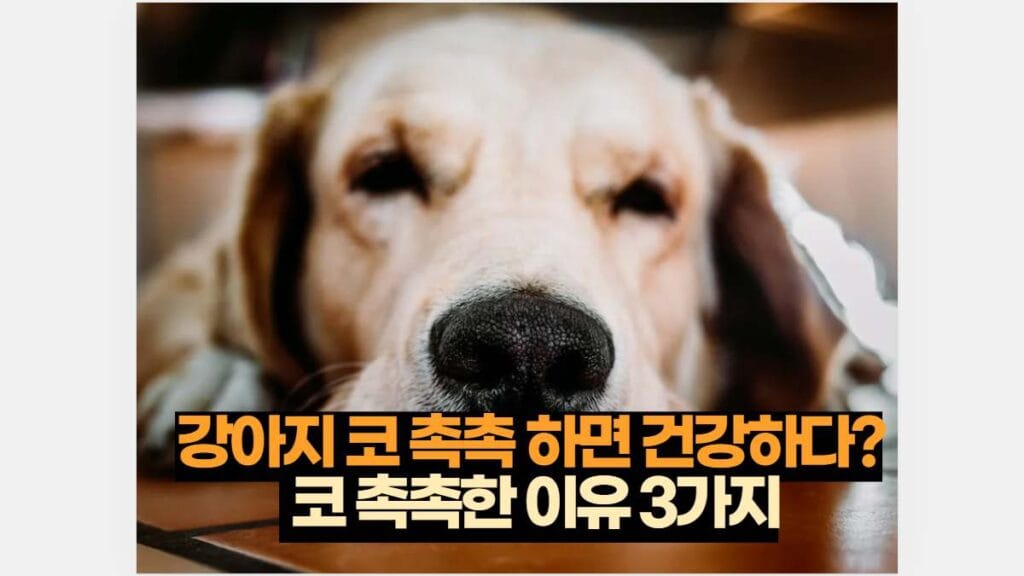 강아지 코 촉촉 하면 건강하다?  코 촉촉한 이유 3가지