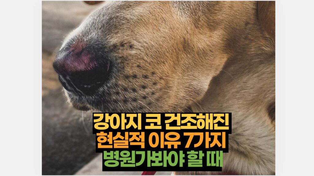 강아지 코 건조해진  현실적 이유 7가지  병원가봐야 할 때