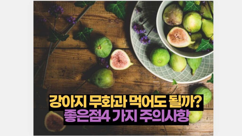 강아지 무화과 먹어도 될까?  좋은점4 가지 주의사항