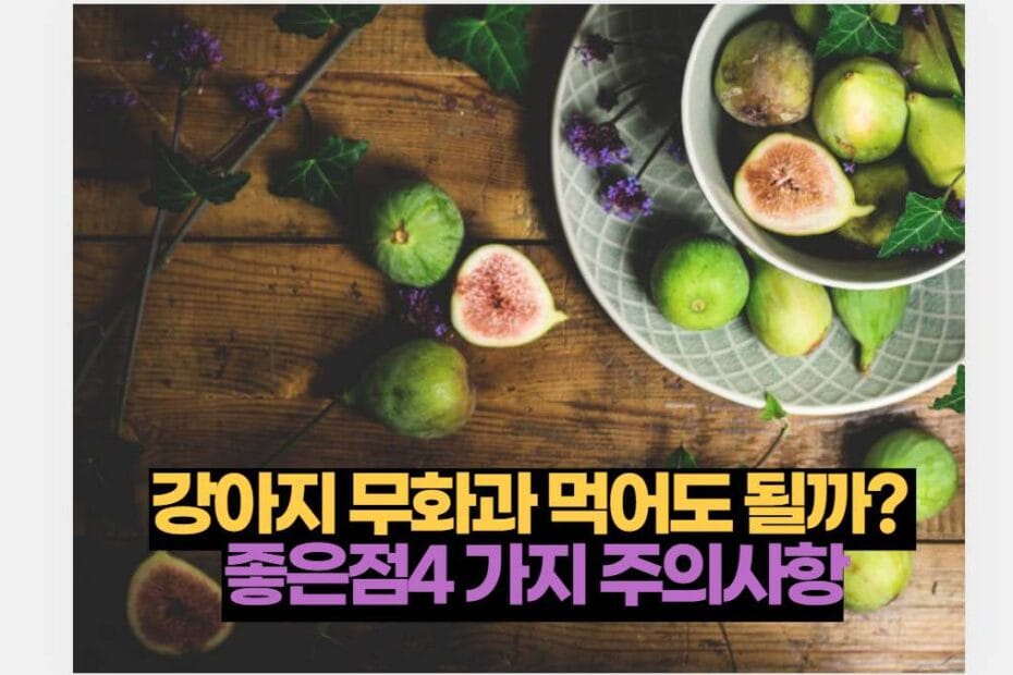 강아지 무화과 먹어도 될까?  좋은점4 가지 주의사항