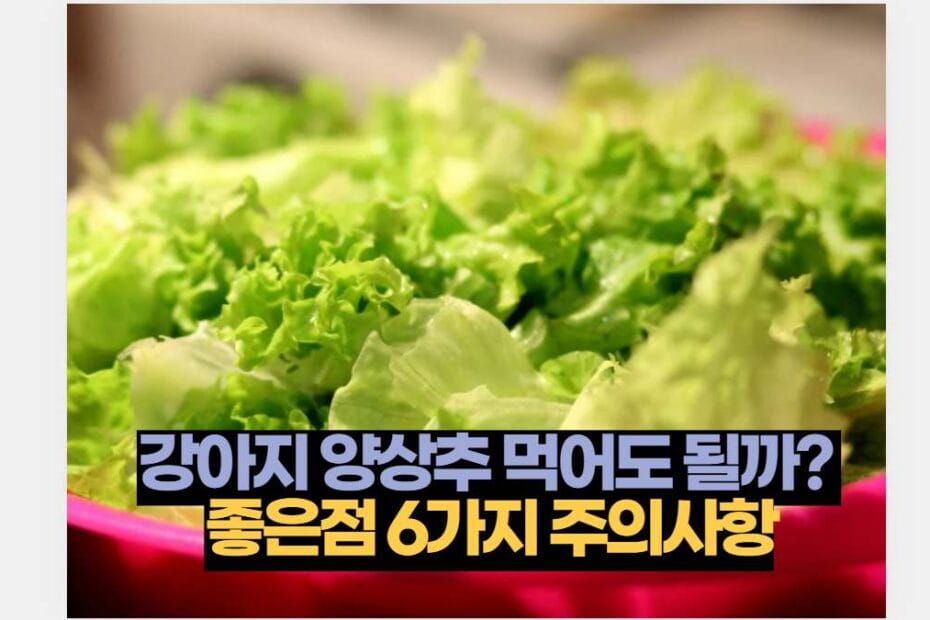 강아지 양상추 먹어도 될까?  좋은점 6가지 주의사항